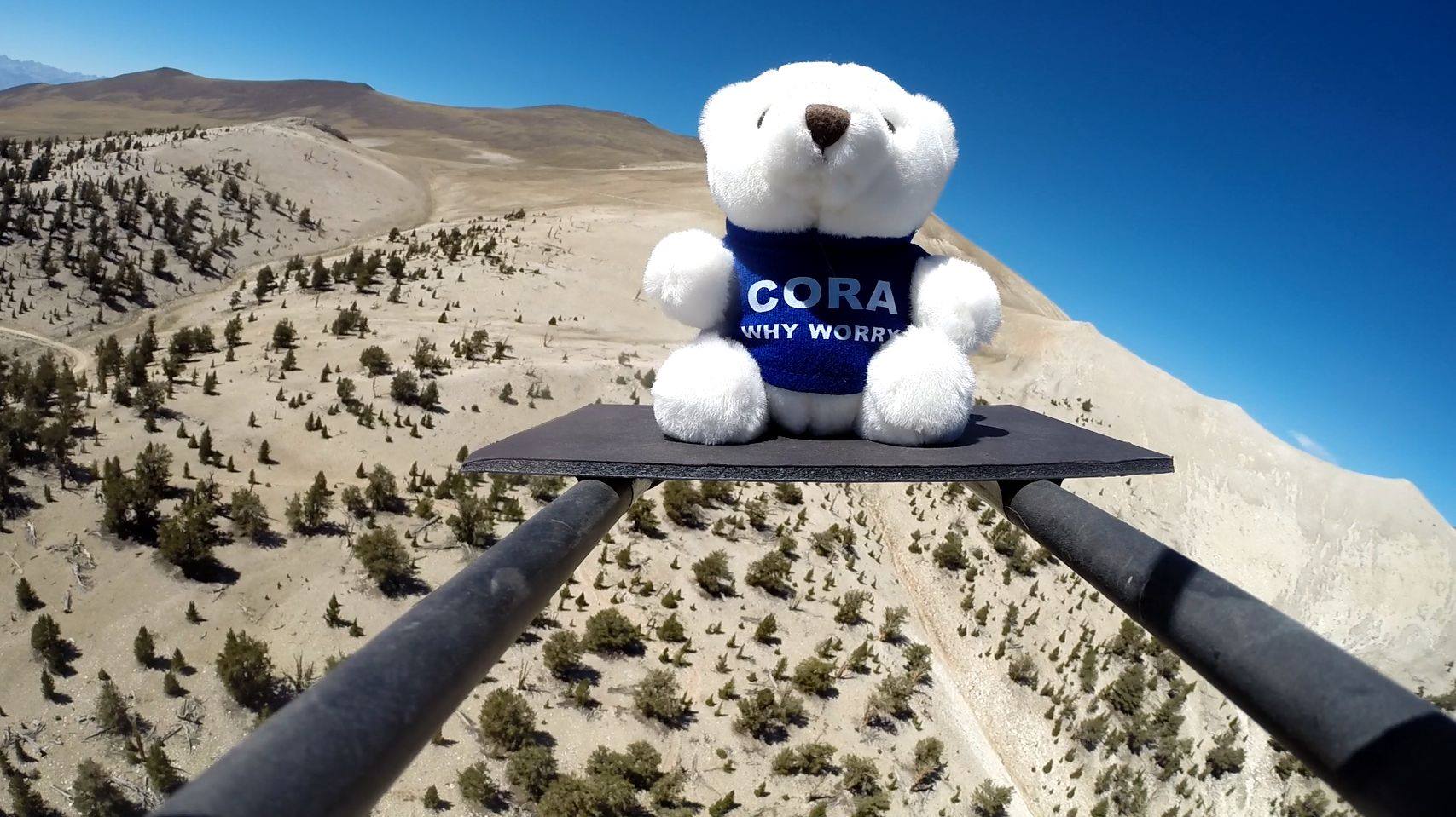 Cora Bear Shooting into Space